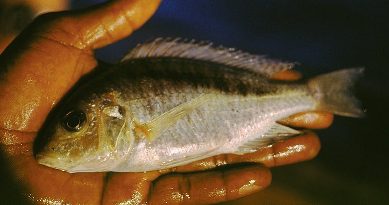 Mylochromis sp. 'melanonotus deep' Kaporo